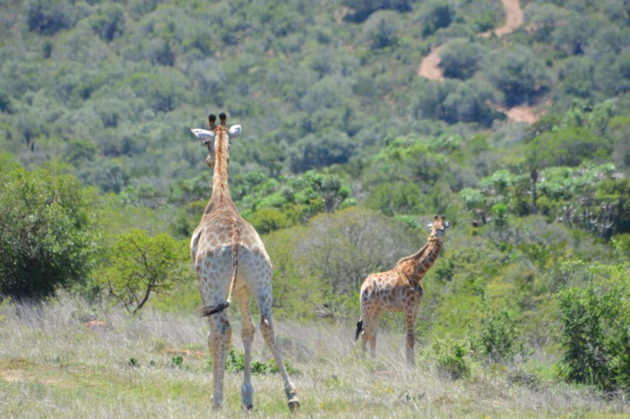 African Safari Lodge Grahamstown Exteriör bild