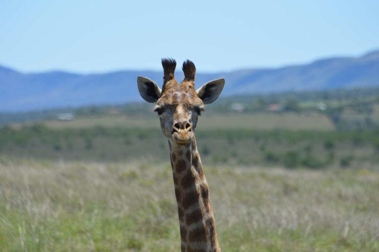 African Safari Lodge Grahamstown Exteriör bild