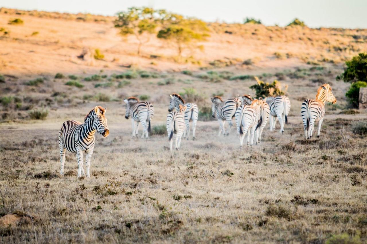 African Safari Lodge Grahamstown Exteriör bild