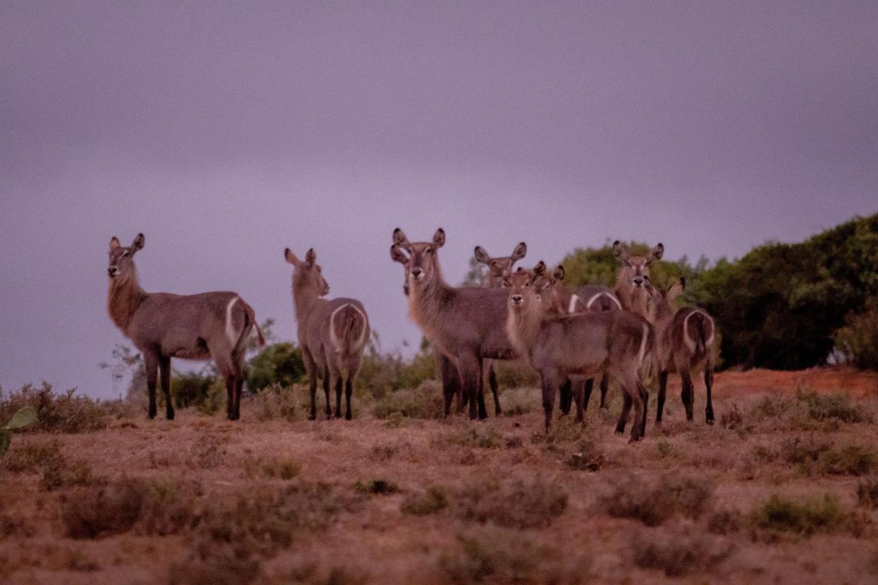 African Safari Lodge Grahamstown Exteriör bild